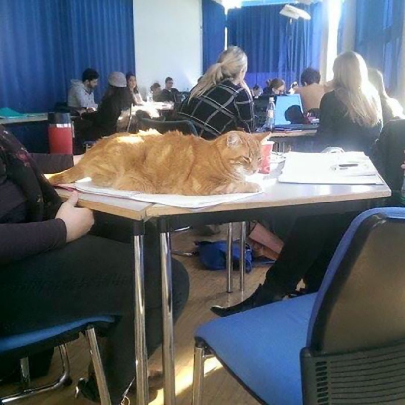 Ginger cat takes care of students from Germany