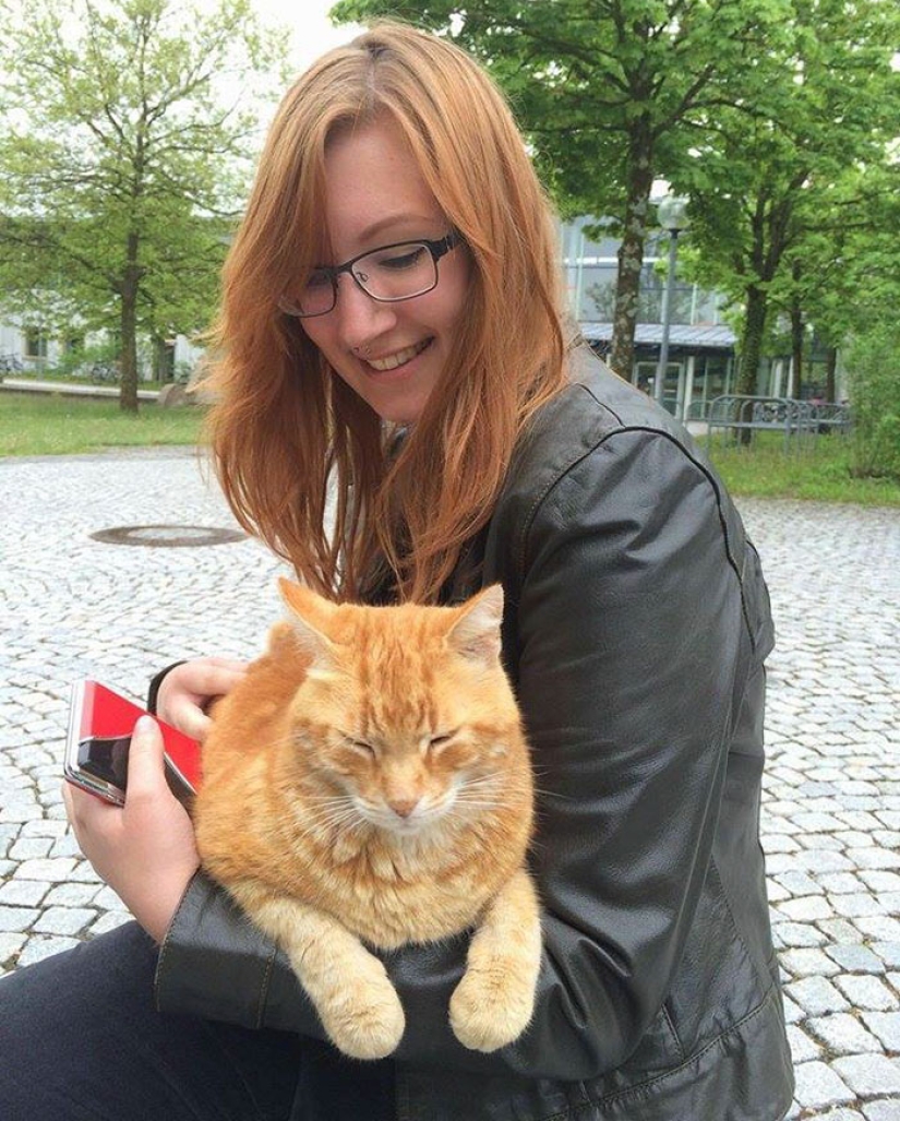 Ginger cat takes care of students from Germany