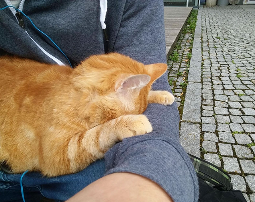 Ginger cat takes care of students from Germany