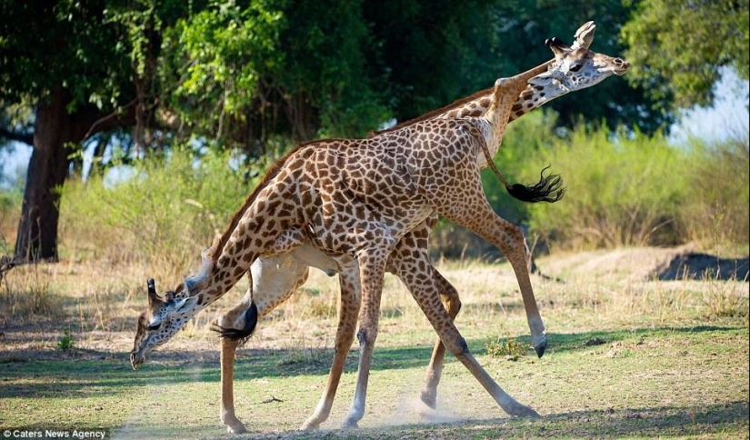 Giraffe tango