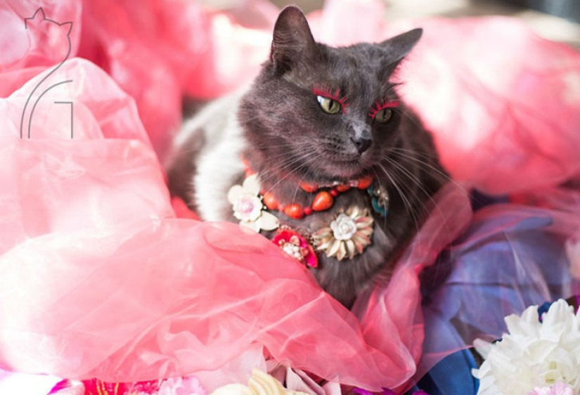 Glamor as a lifestyle: a cat in bright outfits conquers Instagram