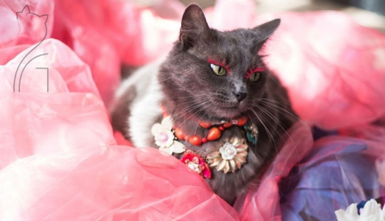 Glamor as a lifestyle: a cat in bright outfits conquers Instagram