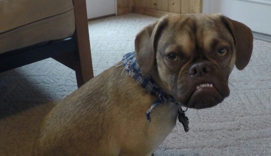 Gloomy dog conquers the Internet and your hearts