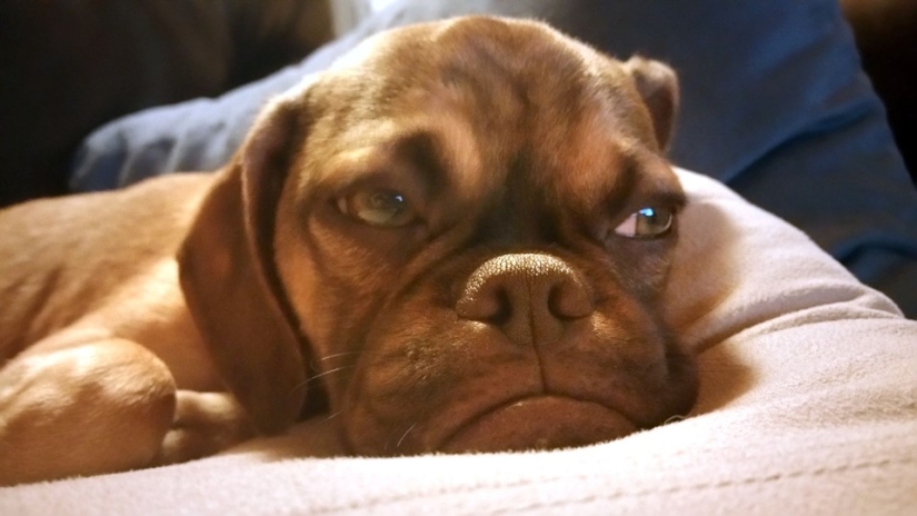 Gloomy dog conquers the Internet and your hearts