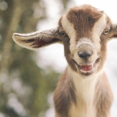 Goat-smiles