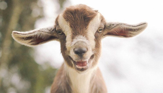 Goat-smiles