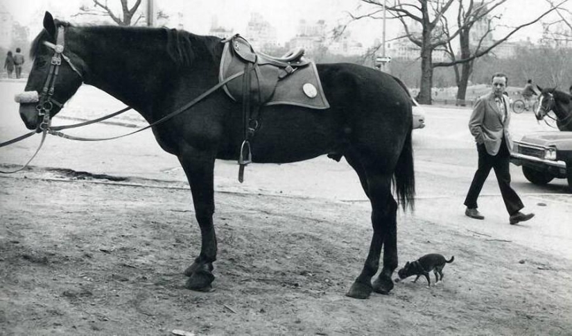 Golpes irónicos de Elliott Erwitt