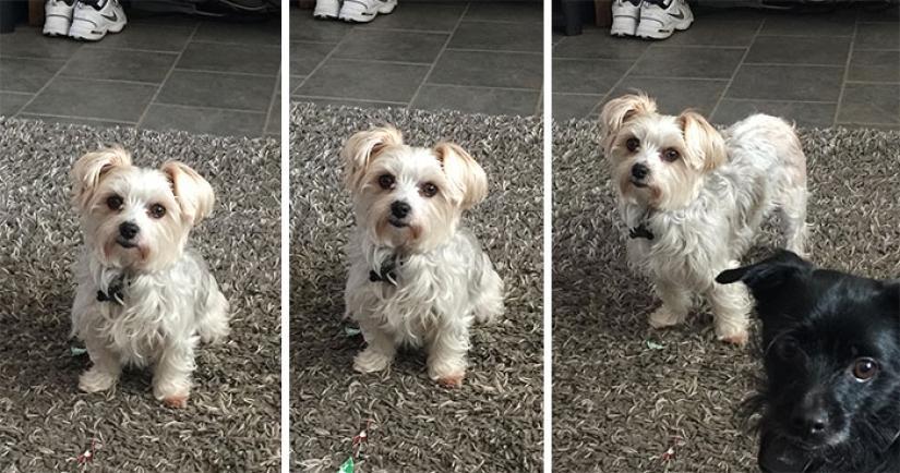 "Good boy": the Pets before and after kind words to master