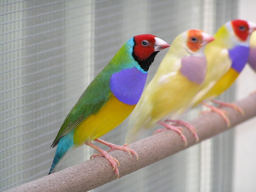 Gould&#39;s finches are one of the brightest and most beautiful birds.