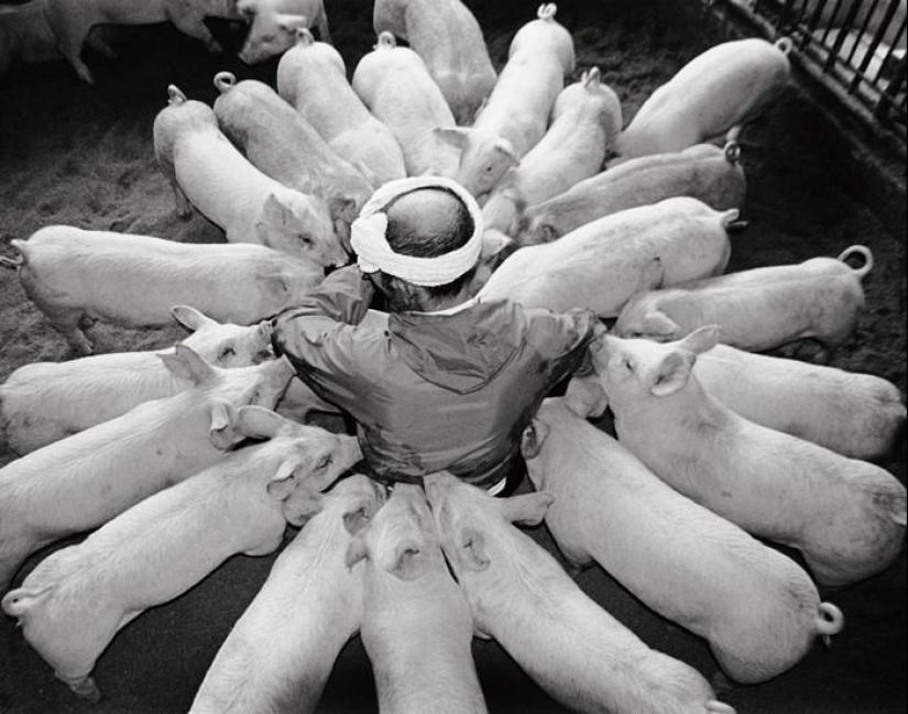 Granjero de cerdo feliz y sus mascotas