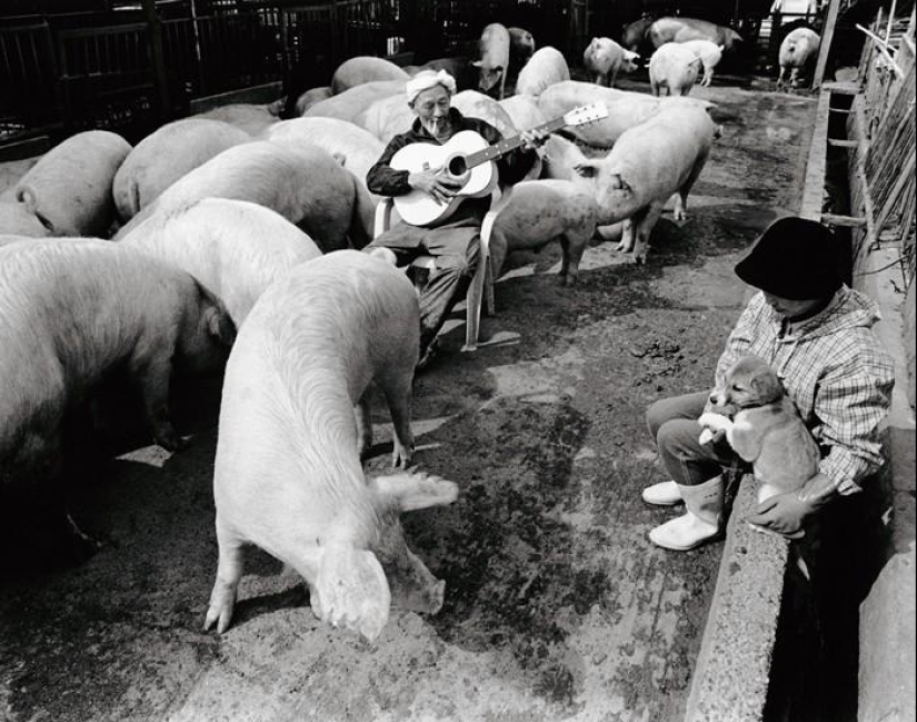 Granjero de cerdo feliz y sus mascotas