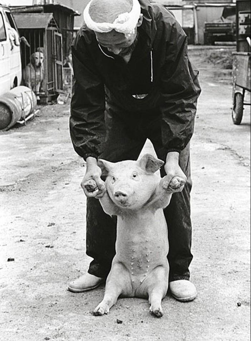 Granjero de cerdo feliz y sus mascotas