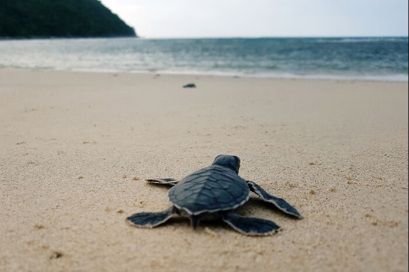 Green Turtles: The Little “Wanderers” In The Middle Of The Ocean
