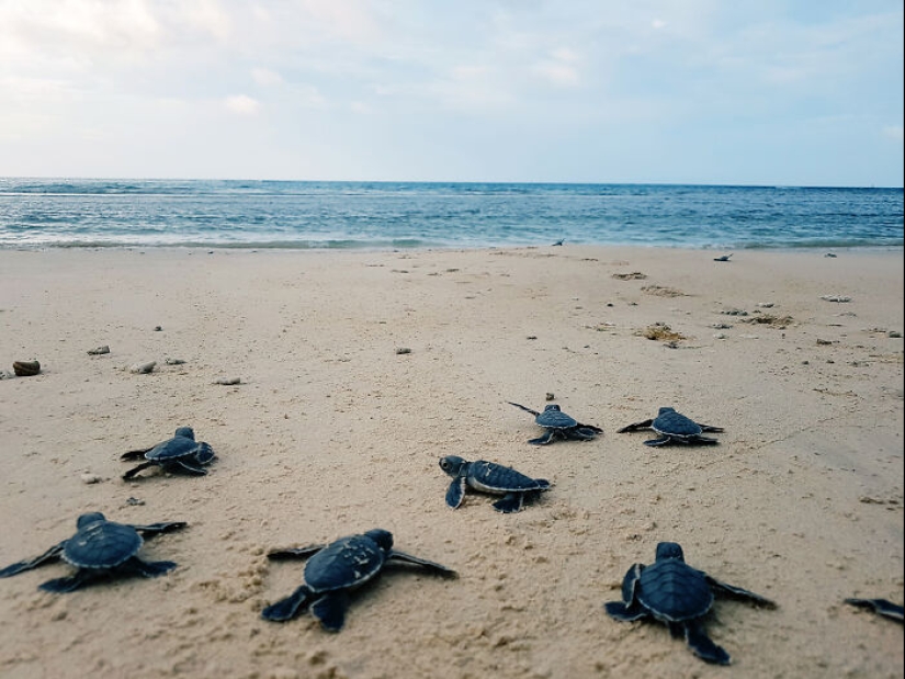 Green Turtles: The Little “Wanderers” In The Middle Of The Ocean