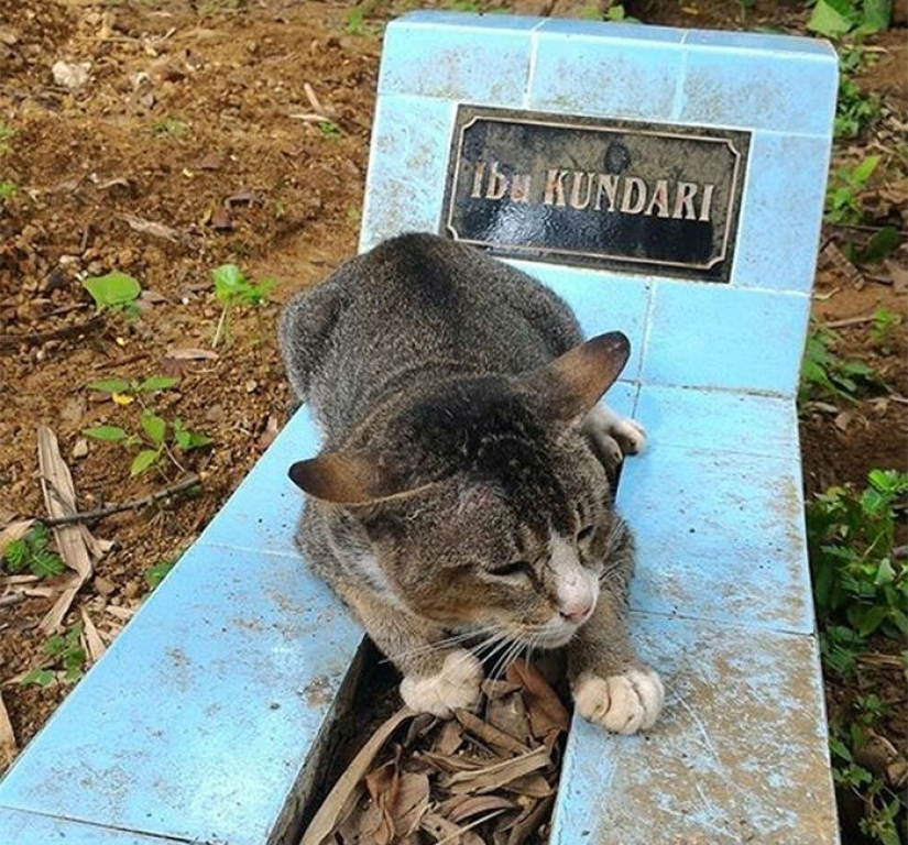 Grieving cat lives on the grave of his mistress for a whole year