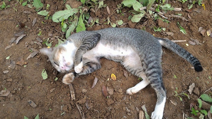 Grieving cat lives on the grave of his mistress for a whole year