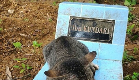 Grieving cat lives on the grave of his mistress for a whole year