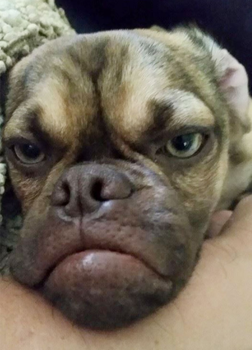 Grumpy Dog hates you even more than Grumpy Cat!