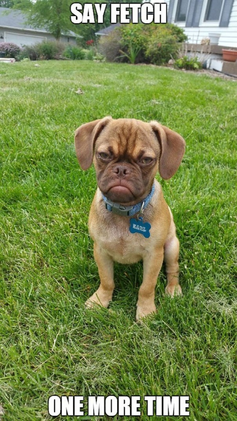 Grumpy Dog hates you even more than Grumpy Cat!