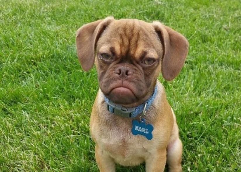 ¡Grumpy Dog te odia incluso más que Grumpy Cat!