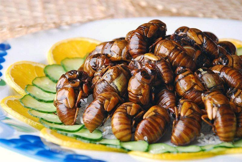 Guía fotográfica de insectos comestibles