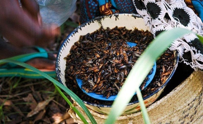 Guía fotográfica de insectos comestibles