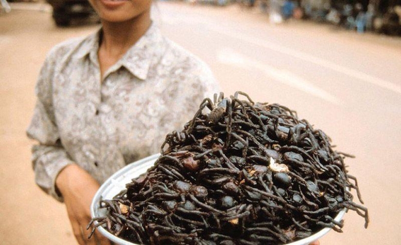 Guía fotográfica de insectos comestibles