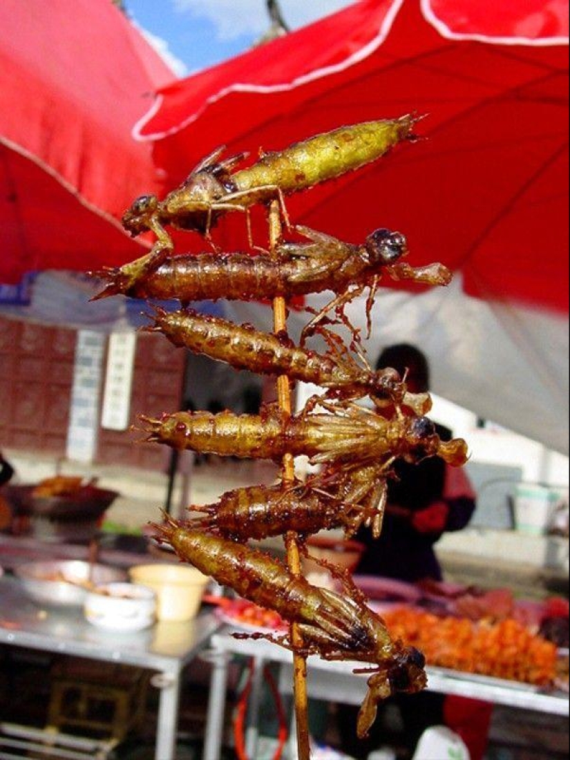 Guía fotográfica de insectos comestibles