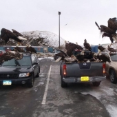 Águilas-palomas de Alaska: cómo el símbolo nacional de los Estados Unidos merodea por la basura