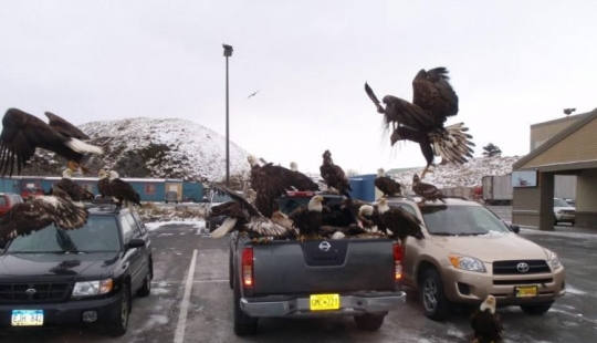 Águilas-palomas de Alaska: cómo el símbolo nacional de los Estados Unidos merodea por la basura