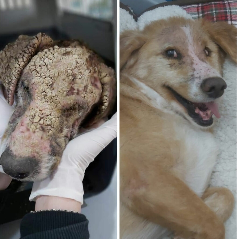 Guy comparte 12 increíbles transformaciones de perros de rescate antes y después y muestra lo que el amor puede hacer