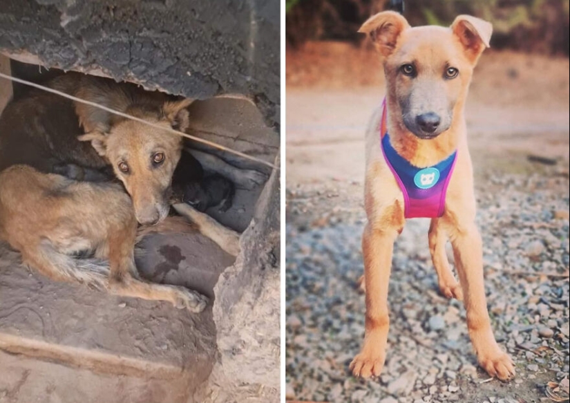 Guy comparte 12 increíbles transformaciones de perros de rescate antes y después y muestra lo que el amor puede hacer