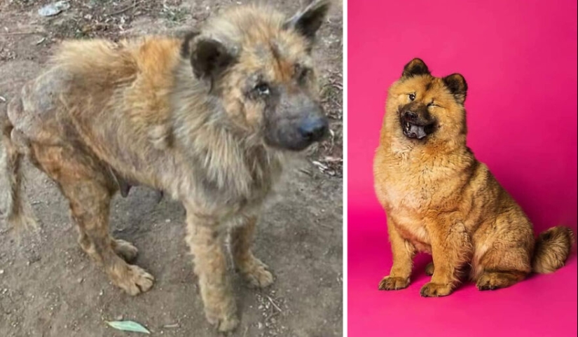 Guy Shares 12 Incredible Before & After Rescue Dog Transformations, Shows What Love Can Do