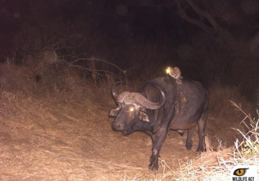 Hacer autostop en el mundo animal. ¡Imágenes únicas!