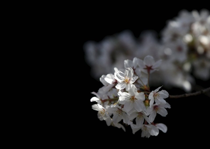 Hanami es una tradición japonesa de contemplar los cerezos en flor.