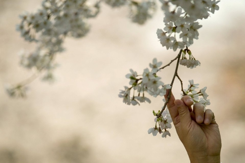 Hanami es una tradición japonesa de contemplar los cerezos en flor.