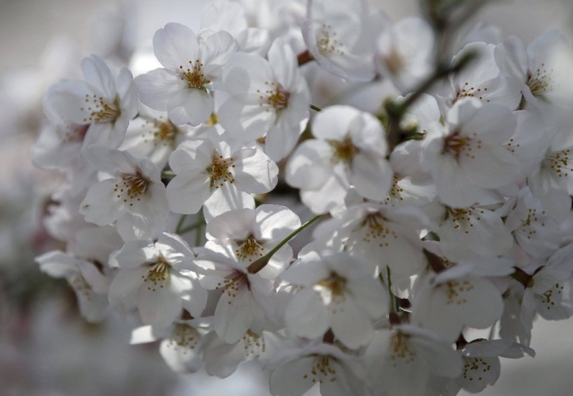 Hanami is a Japanese tradition of cherry blossom viewing.