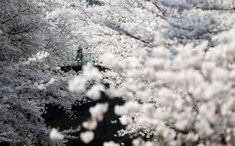 Hanami is a Japanese tradition of admiring cherry blossoms