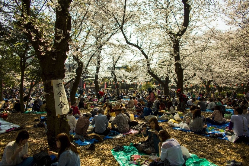 Hanami is a Japanese tradition of cherry blossom viewing.