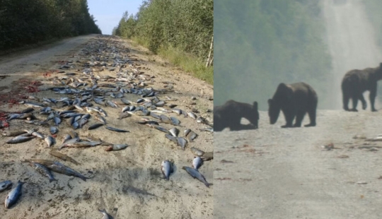 Happiness has fallen: bears devoured a ton of fish that fell out of the overturned KAMAZ