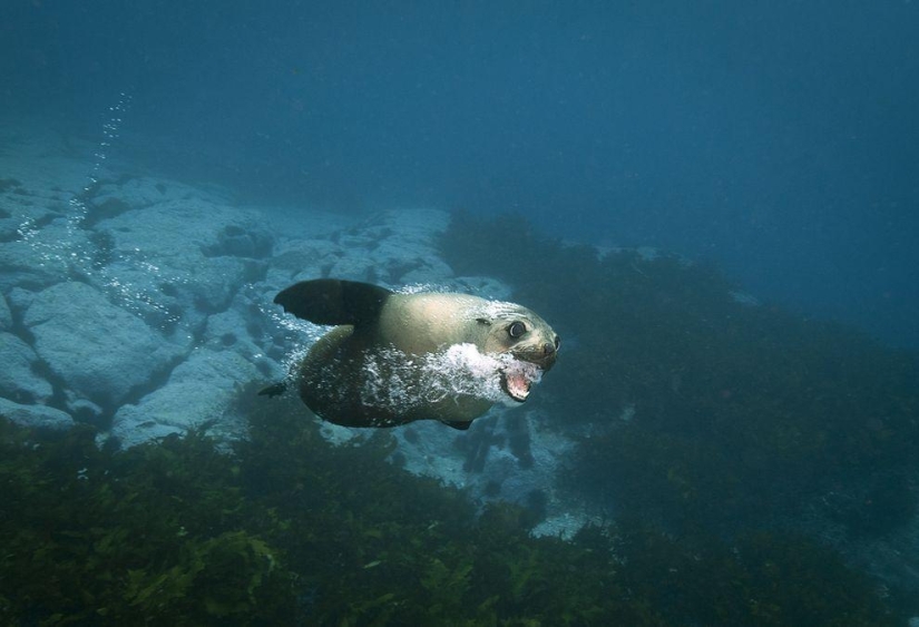 Happy Cape Fur Seals