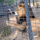 Happy day for the pigeon