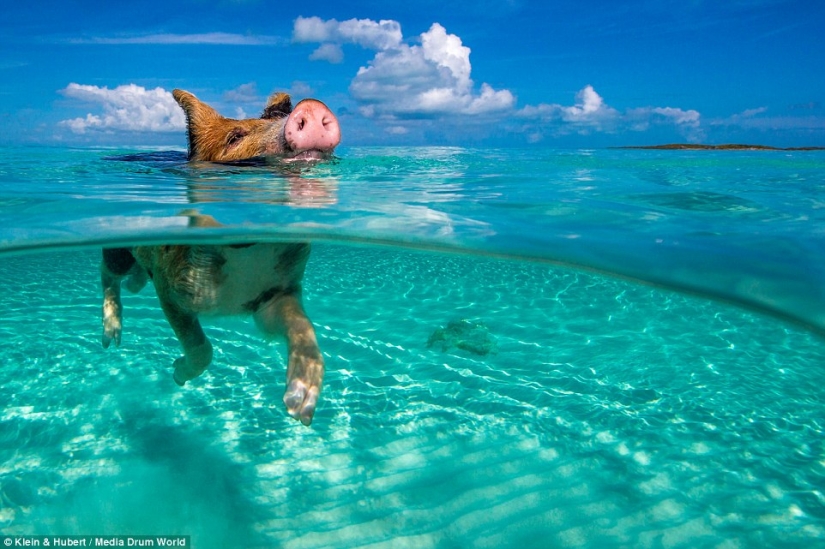 Happy life of funny pigs in the Bahamas