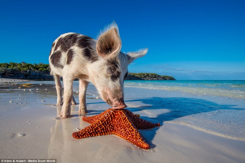 Happy life of funny pigs in the Bahamas