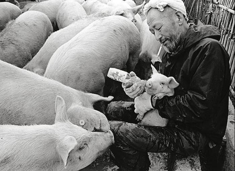 Happy pig farmer and his pets