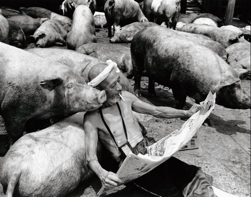 Happy pig farmer and his pets