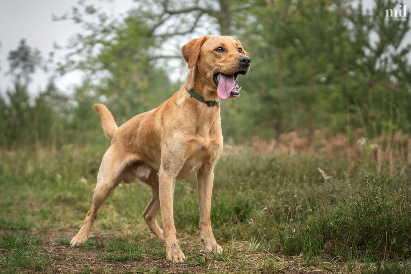 “Happy Tongue Out Dog Series”: I Took 12 Photos Of Dogs, And Here’s The Result