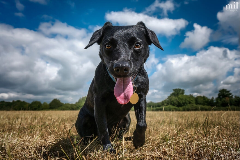 “Happy Tongue Out Dog Series”: I Took 12 Photos Of Dogs, And Here’s The Result