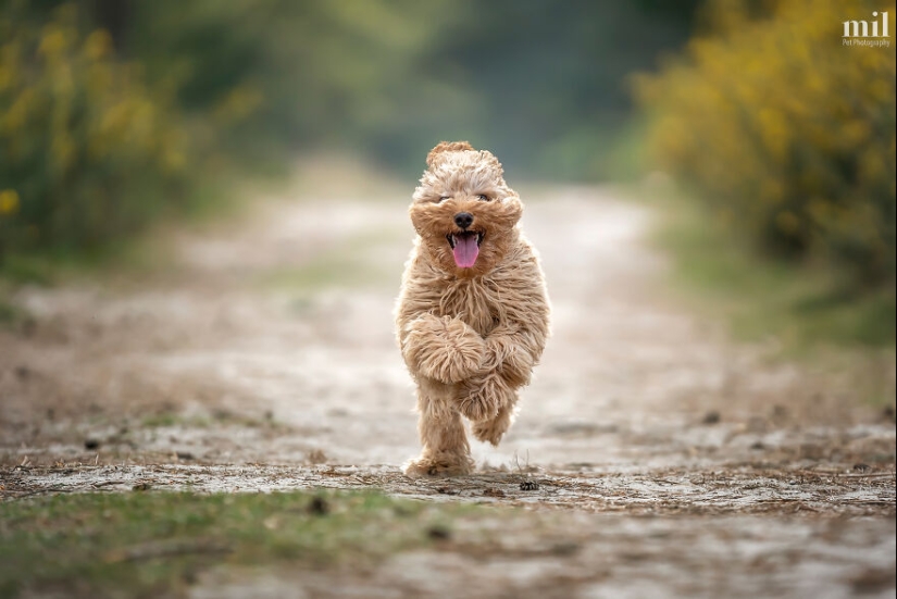 “Happy Tongue Out Dog Series”: I Took 12 Photos Of Dogs, And Here’s The Result