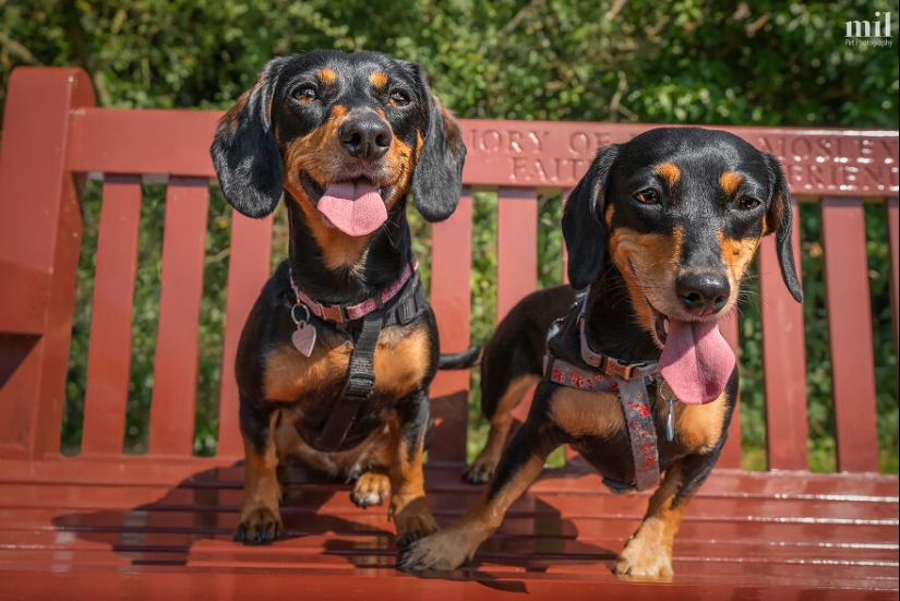 “Happy Tongue Out Dog Series”: I Took 12 Photos Of Dogs, And Here’s The Result